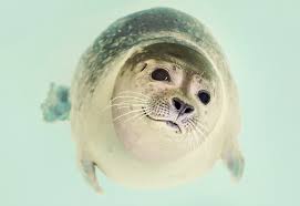 The Coolest Teeth In The Animal Kingdom